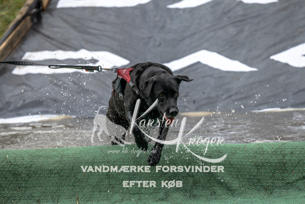 1342_ZZ93012 | kk-dogfotos