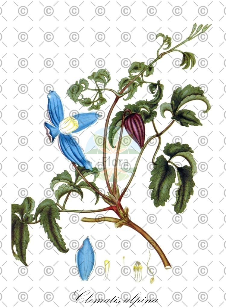HistAbb_wfo-0000611037_1_ENZY_Simple | Historische Abbildung von Clematis alpina - Ranunculaceae | Historical Illustration of Clematis alpina - Ranunculaceae