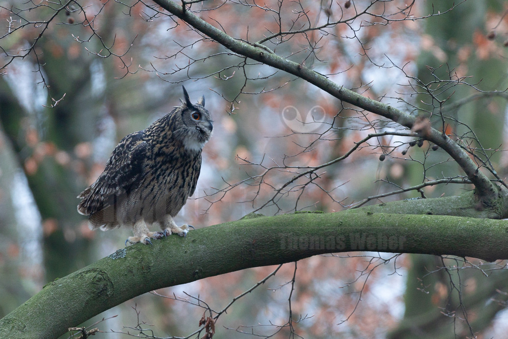 R6NF2237_20241214 | Der Uhu ist die größte europäische Eulenart. Nachdem er lange bejagt wurde, entspannt sich die Situation mittlerweile wieder aufgrund strenger Naturschutzgesetze und einiger Auswilderungsprojekte. Der Uhu brütet in unterschiedlichen Landschaften und ist streng nachtaktiv. Ein markantes Merkmal sind die großen Federohren, die je nach Laune hoch aufgestellt oder angelegt werden können. - Realisiert mit Pictrs.com