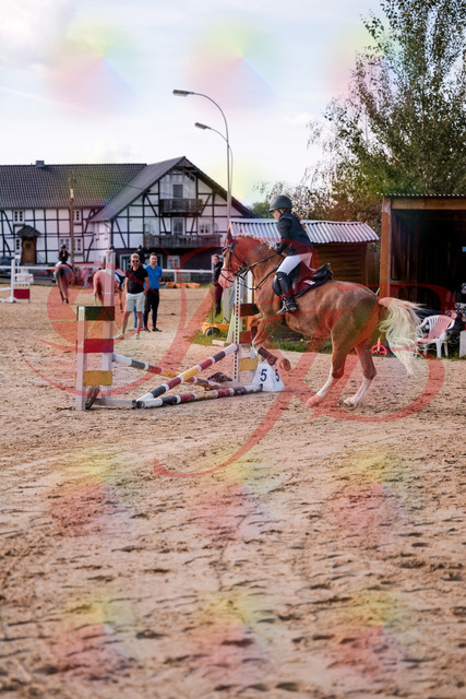 2026_10_03_Siefer-Hof_144518_Z81_20394116 | Professionelle Reitsport-, Turnier- und Eventfotografie von Robert Broda. Galerien mit ausgewählten und bearbeiteten Bildern direkt online ansehen und bestellen.