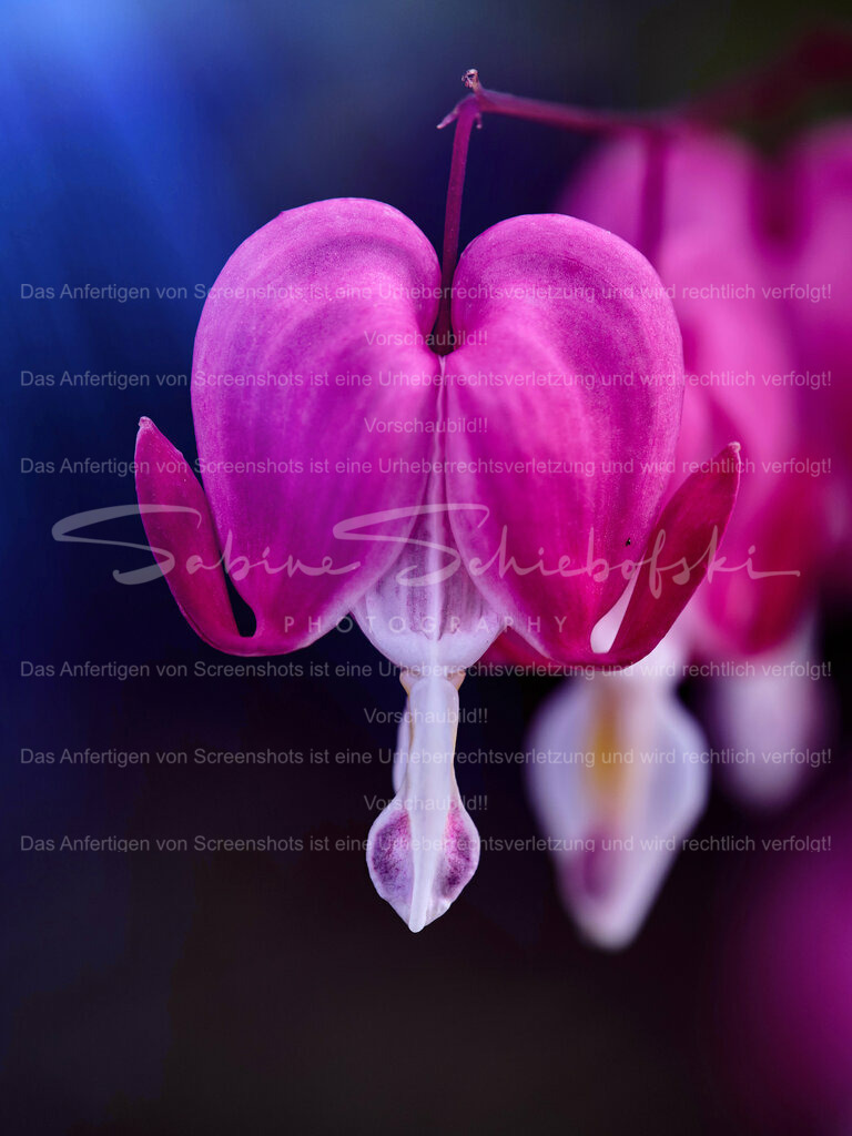 Wandbild Tränendes Herz | People- und Tierfotografie, Imageaufnahmen, Veranstaltungsfotografie und Wandbilder aus der Natur ★ Made in Germany ✔️ Druck + Downloads ✔️ Naturfotografie in Top Qualität ★ schneller Versand, weltweite Lieferung! - Realisiert mit Pictrs.com