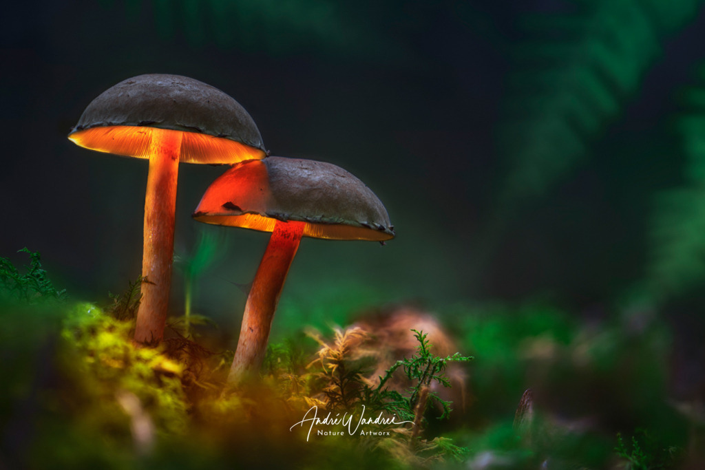 Leuchtpilz (1) | Andre Wandrei - Nature Artworx - Realisiert mit Pictrs.com