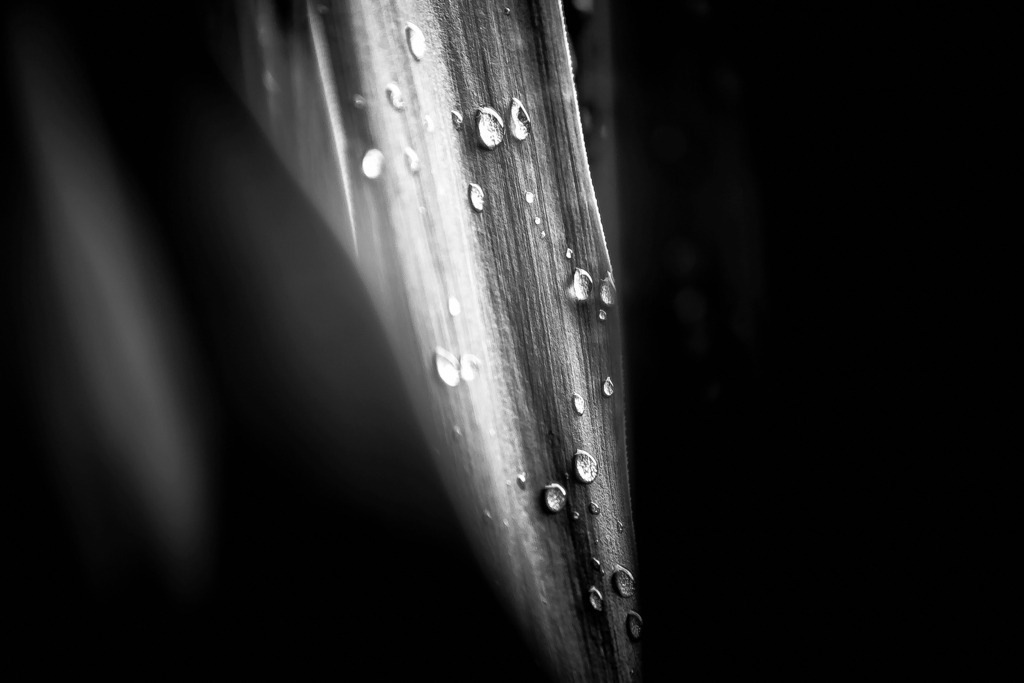 Regenzeit | fotografie-bernd-pfalzgraf - Realisiert mit Pictrs.com