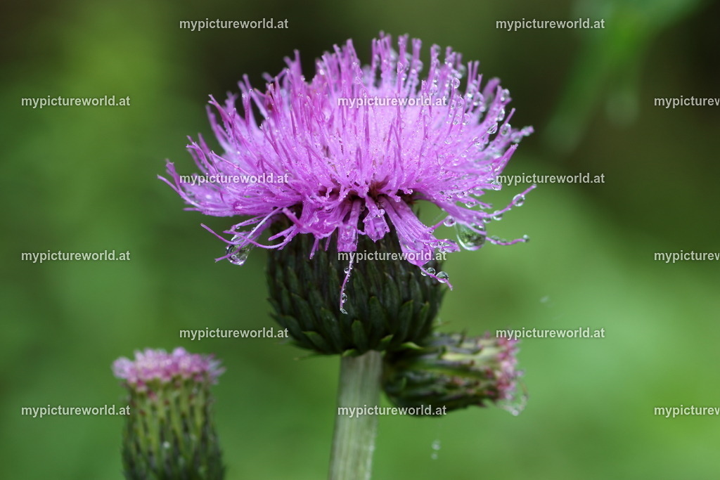 Bach-Kratzdistel-001 | Das Bilderarchiv über Tiere, Planzen und Landschaften. In der Bilddatenbank finden Sie ein große Auswahl an hochwertigen Bilder für Ihre Werbung - Realisiert mit Pictrs.com