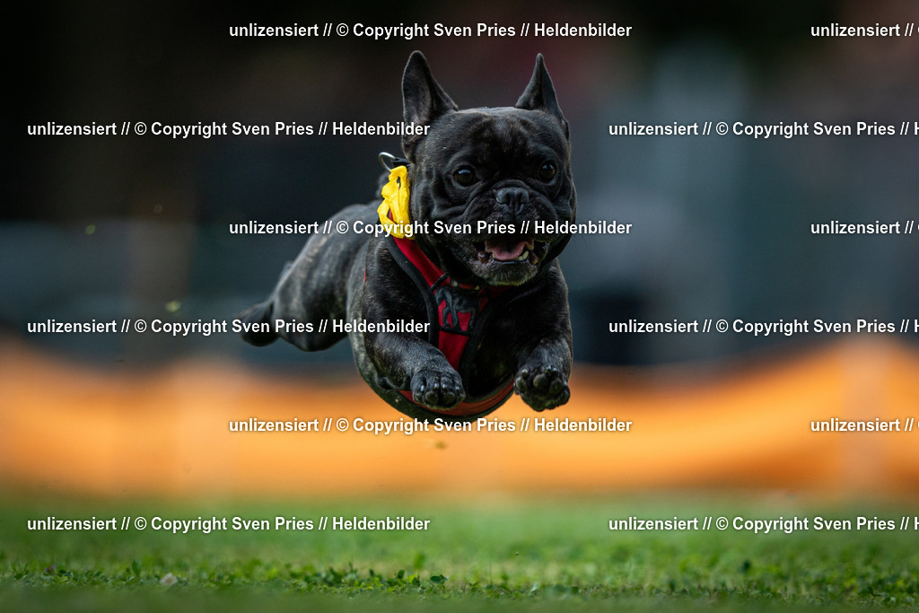 Sven Pries | 19. Allgemeines Hunderennen Karlsruhe Durlach - Realisiert mit Pictrs.com