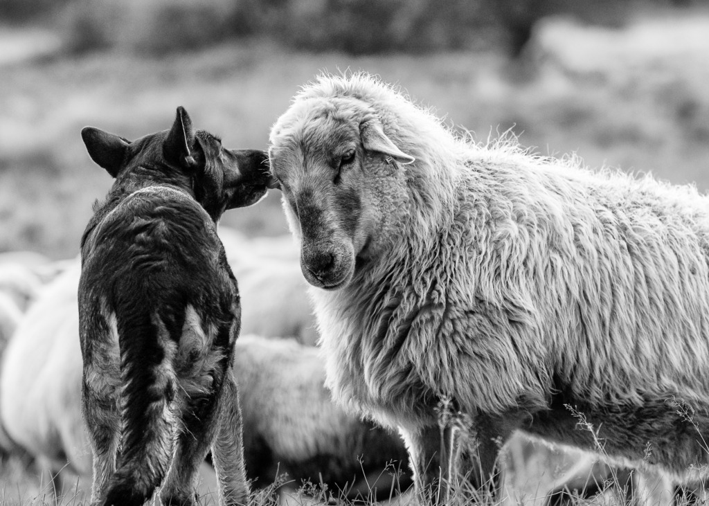 wanderschaefereien-schleswig-holstein-061 | Speziell ausgebildete Hütehunde wie die Schäferhündin Ganja von Birgit Voigtländer sind »Mitarbeiter«, auf die keine Wanderschäferei verzichten kann. Hütehunde müssen loyal, extrem wachsam, schnell und robust sein, um die Schafe und Ziegen einer Herde zusammenzuhalten, voranzutreiben oder aber zu stoppen. Das energische Verhalten eines Hütehundes schließt aber nicht aus, dass sich mitunter geradezu zärtliche Begegnungen zwischen dem vierbeinigen Assistenten und einem Herdentier ergeben. - Realisiert mit Pictrs.com