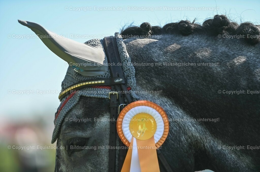 20230908_14-15_Springpferde-A_0137 | equistock