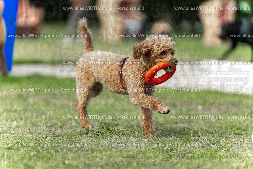 Hundeschwimmen_Volksbad_2026-allesWIRTHgut_Tierfotografie-2609061509-7R501309 | Professionelle Tierfotografie in Mönchengladbach von Daniel Wirth (allesWIRTHgut). Liebevolle & natürliche Bilder von Hunden & Katzen für unvergessliche Erinnerungen.