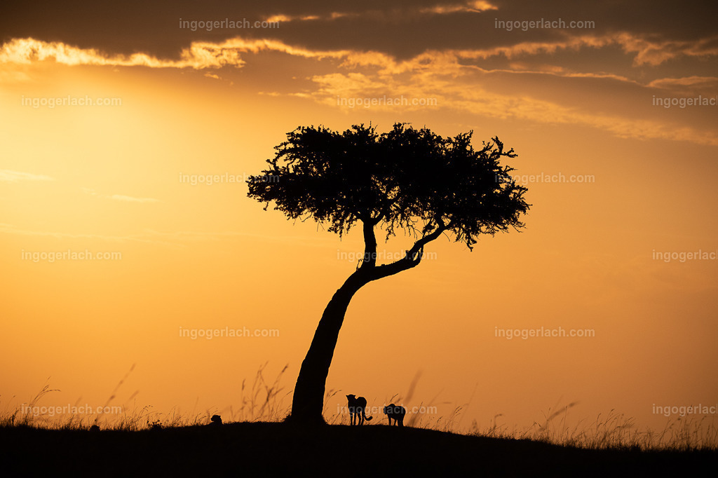 Die Gepardenkoalition beim Sonnenuntergang | Die fünf Gepardenbrüder oder auch Gepardenkoalition genannt fotogen auf einem Hügel bei Sonnenuntergang
