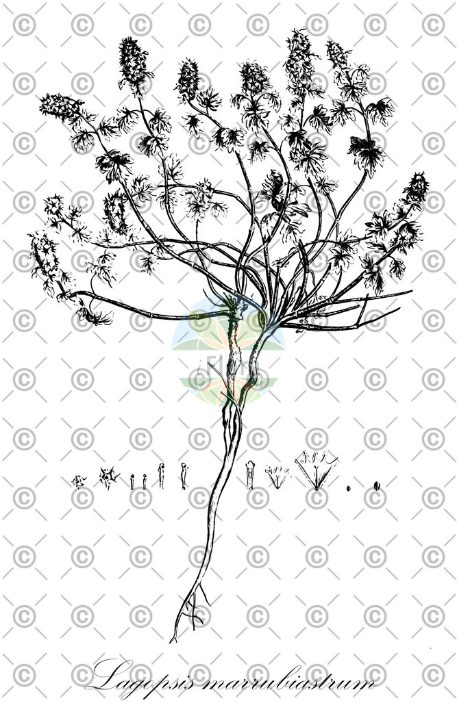 HistAbb_wfo-0000358854_1_ENZY_Simple | Historische Abbildung von Lagopsis marrubiastrum - Lamiaceae | Historical Illustration of Lagopsis marrubiastrum - Lamiaceae