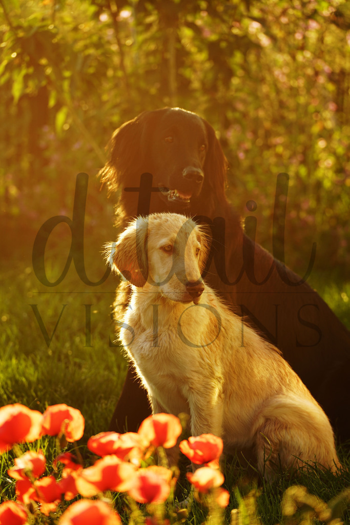 bhunde (122) | d.tail Visions - Shop - Realisiert mit Pictrs.com