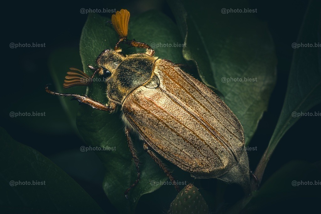 Maikäfer | Ein wunderschöner Maikäfer auf einem Blatt. - Realisiert mit Pictrs.com