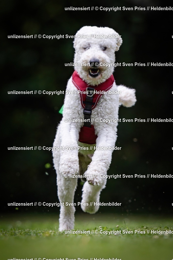 Sven Pries | 19. Allgemeines Hunderennen Karlsruhe Durlach - Realisiert mit Pictrs.com