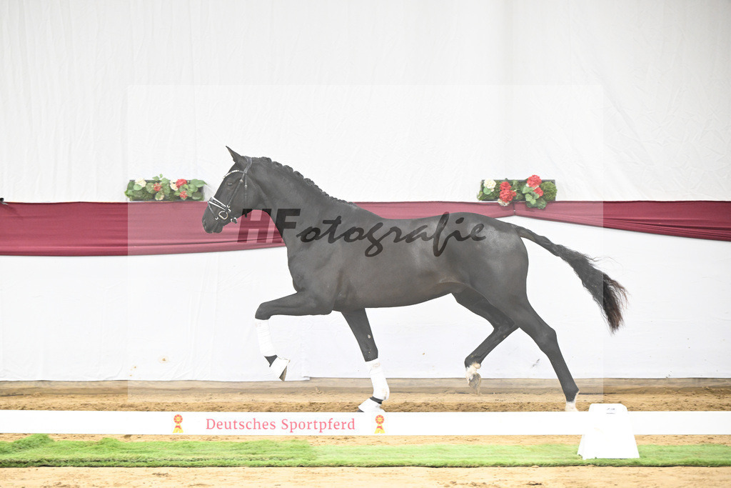 Kat-Nr. 16 Dream Royal x Everdale_Stephanie Hueffer_47250411 | hf-fotografie - Realisiert mit Pictrs.com