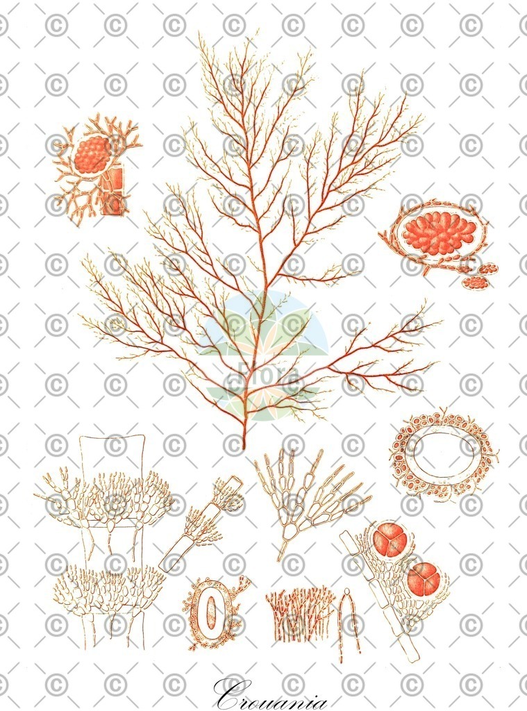 HistAbb_3W8J_2_ENZY_Simple | Historische Abbildung von Crouania - Callithamniaceae (0) | Historical Illustration of Crouania - Callithamniaceae (0)