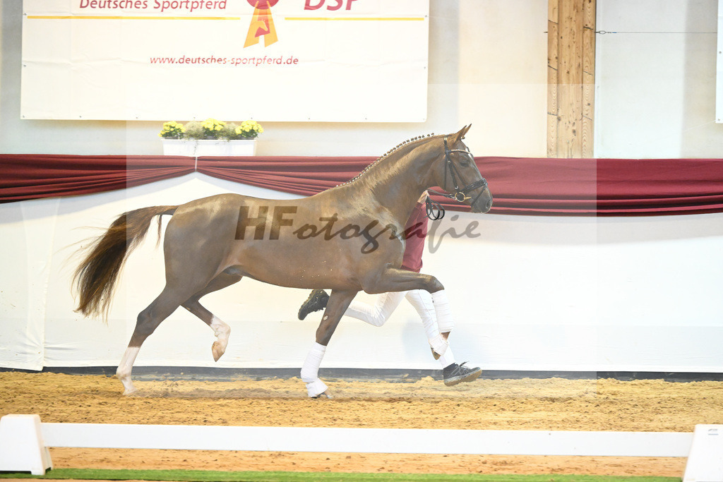 Kat-Nr. 58 v. Vivino_Gestuet Greim_66222303 | hf-fotografie - Realisiert mit Pictrs.com