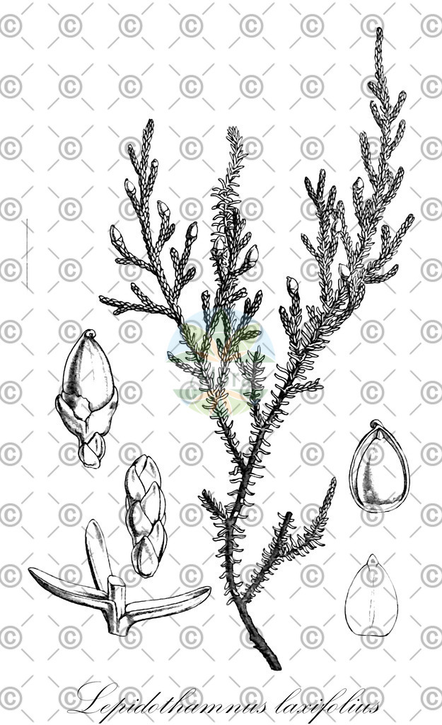HistAbb_wfo-0000445262_3_ENZY_Simple | Historische Abbildung von Lepidothamnus laxifolius - Podocarpaceae | Historical Illustration of Lepidothamnus laxifolius - Podocarpaceae