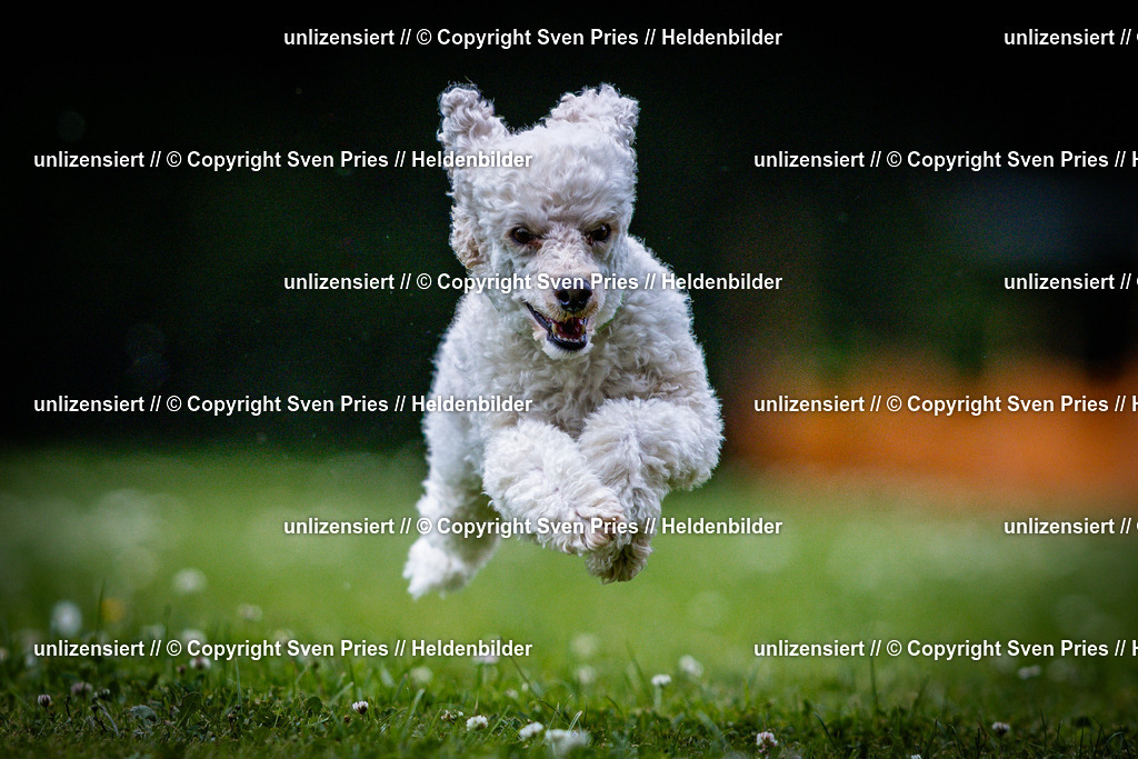 Sven Pries | 2025-05-29 - Pudelrennen KA-Durlach - Realisiert mit Pictrs.com