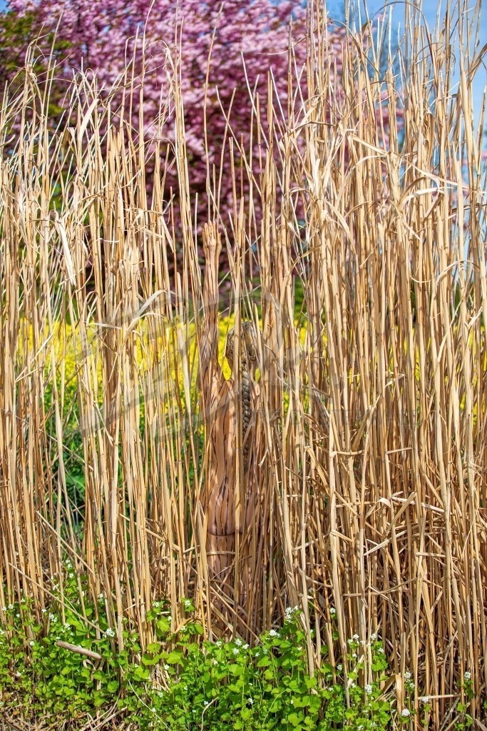 NatureArt-SCHILF_2005 | In jeder Ebene eine Farbe | #002 | Modell: Tatjana Heinz | Foto: Andreas P. - Realisiert mit Pictrs.com