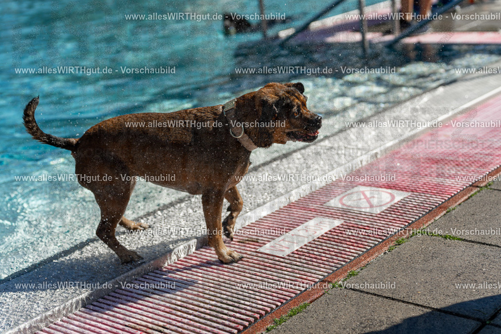 Hundeschwimmen_Volksbad_2026-allesWIRTHgut_Tierfotografie-2609061123-103355-7R509620 | Professionelle Tierfotografie in Mönchengladbach von Daniel Wirth (allesWIRTHgut). Liebevolle & natürliche Bilder von Hunden & Katzen für unvergessliche Erinnerungen.