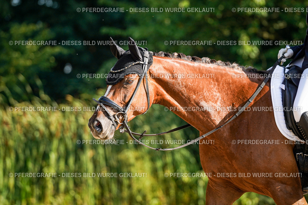 DSC08789 | Pferdegrafie