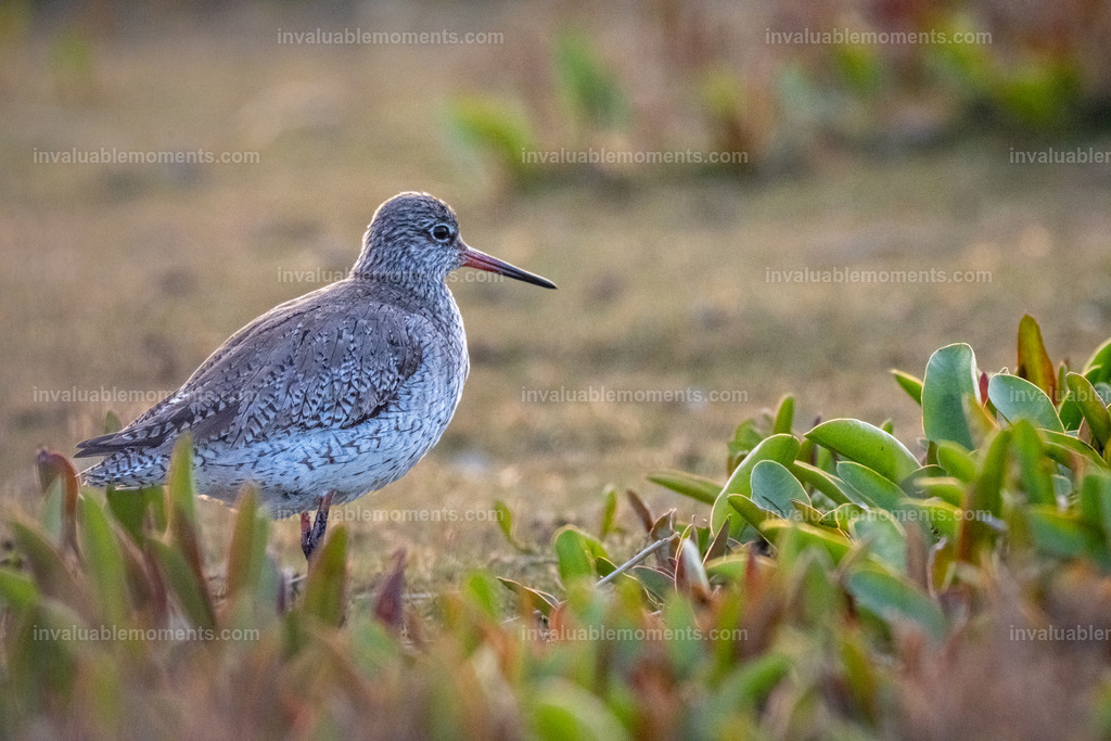 DSC_6014 | invaluablemoments.com - Realisiert mit Pictrs.com