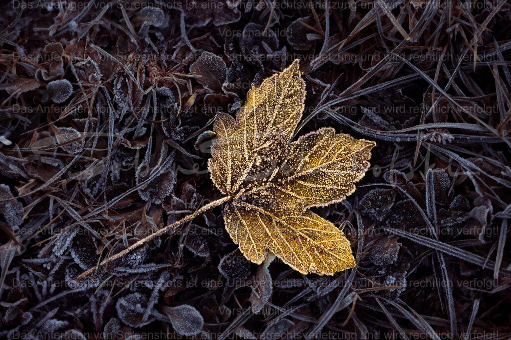 Blatt im Eis | People- und Tierfotografie, Imageaufnahmen, Veranstaltungsfotografie und Wandbilder aus der Natur ★ Made in Germany ✔️ Druck + Downloads ✔️ Naturfotografie in Top Qualität ★ schneller Versand, weltweite Lieferung! - Realisiert mit Pictrs.com