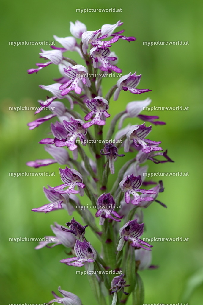 Helm-Knabenkraut-013 | Das Bilderarchiv über Tiere, Planzen und Landschaften. In der Bilddatenbank finden Sie ein große Auswahl an hochwertigen Bilder für Ihre Werbung - Realisiert mit Pictrs.com