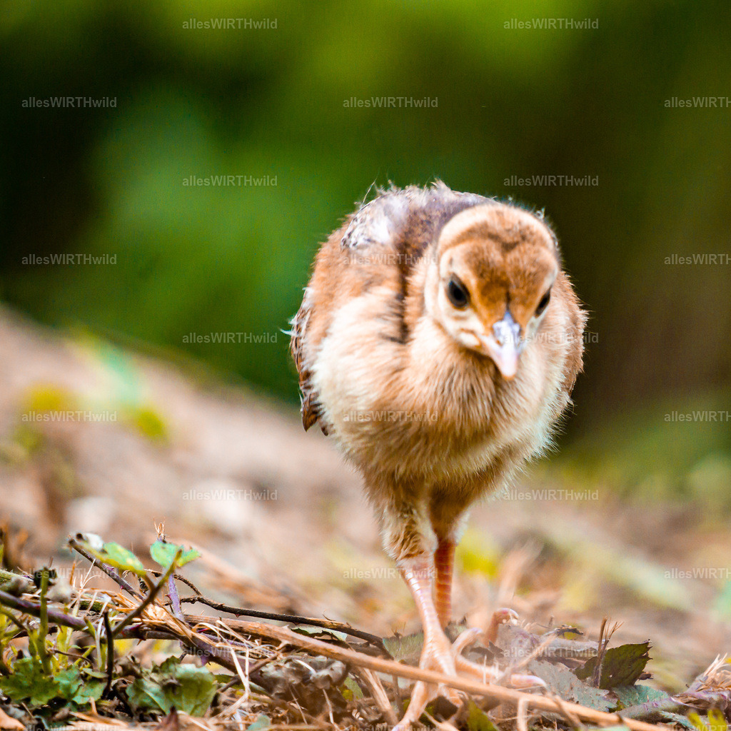 Daniel Wirth - www.allesWIRTHwild.de -DSC03066 | Entdecke die faszinierende Welt der Natur- und Wildlife-Fotografie von Daniel und Bärbel. Inspirierende Bilder von wilden Tieren und kleinen Naturwundern.