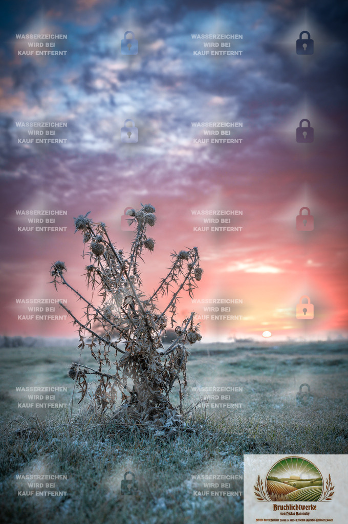 Distelbruch | Landschaftsfotografie aus dem Oderbruch: Fine-Art-Prints im Shop, Fotoworkshops und ausgewählte Hochzeiten in Märkisch-Oderland & Oder-Spree.