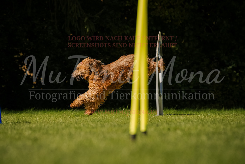 20251005_THS_Turnier-768 | MuT (Mensch und Tier) mit Mona - Fotografie und Tierkommunikation - Realisiert mit Pictrs.com