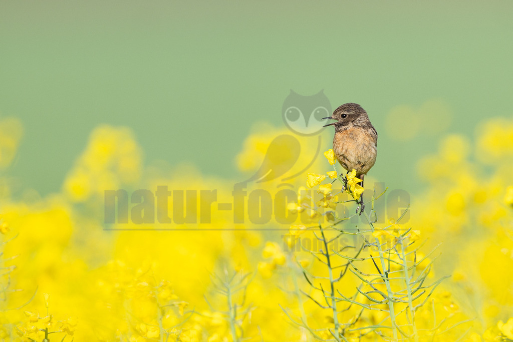 R6M38739_20260508 | Ein weibliches Schwarzkehlchen (Saxicola rubicola) sitzt auf einer Rapsblüte, der Schnabel ist leicht geöffnet, was auf Gesang oder einen Ruf hindeutet. Der Hintergrund zeigt ein leuchtend gelbes Rapsfeld und einen sanft grünen Himmel oder entfernte Vegetation. - Realisiert mit Pictrs.com