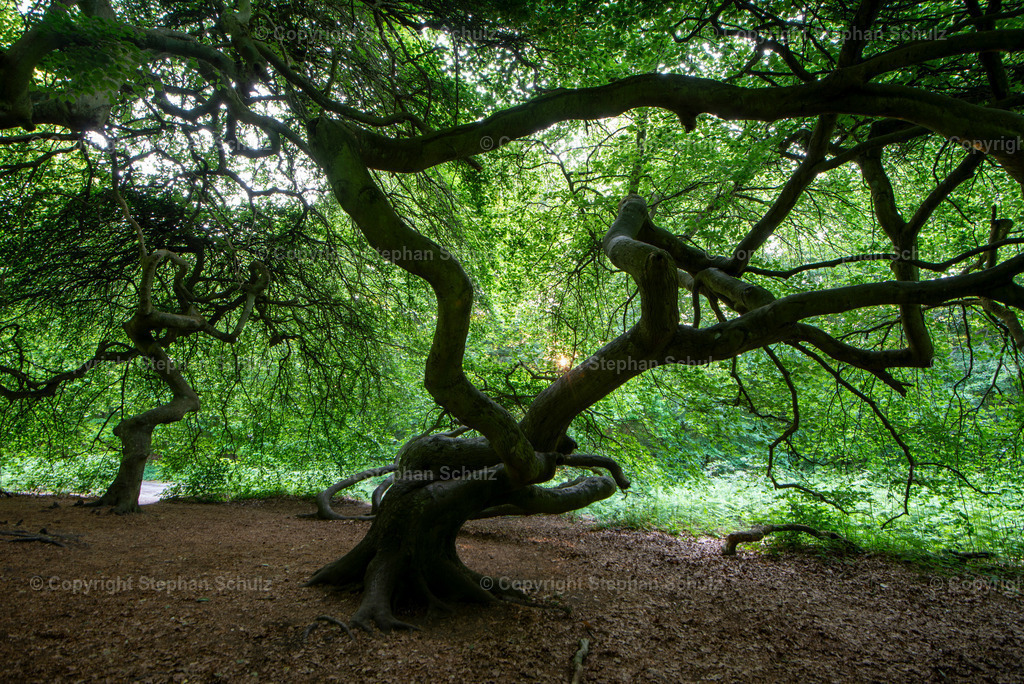 Hexenwald auf Rügen | Süntel-Buchen wachsen im „Hexenwald“ von Lietzow auf der Insel Rügen. Diese seltenen Rotbuchen fallen durch ihre verkrüppelten und verdrehten Äste auf. Sie werden deshalb auch Krüppelbuchen oder Teufelsbuchen genannt.  - Realisiert mit Pictrs.com
