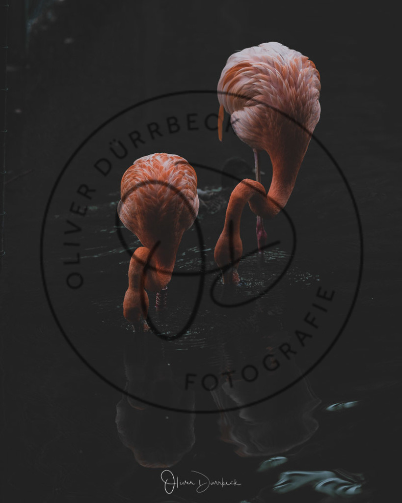 natur-tiere-05 | Shop für Kindergartenfotografie und andere Fotoprodukte von Oliver Dürrbeck Fotografie. - Realisiert mit Pictrs.com