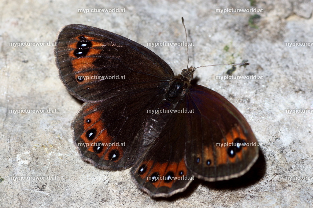 Erebia styx-001 | Das Bilderarchiv über Tiere, Planzen und Landschaften. In der Bilddatenbank finden Sie ein große Auswahl an hochwertigen Bilder für Ihre Werbung - Realisiert mit Pictrs.com