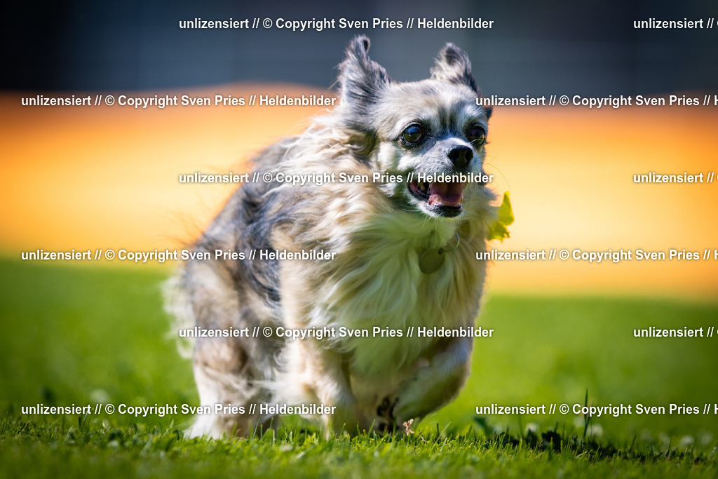 Sven Pries | 2025-08-10 - Hunderennen Durlach - Realisiert mit Pictrs.com