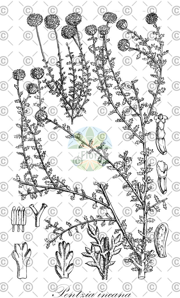 HistAbb_wfo-0001091843_1_ENZY_Simple | Historische Abbildung von Pentzia incana - Asteraceae | Historical Illustration of Pentzia incana - Asteraceae