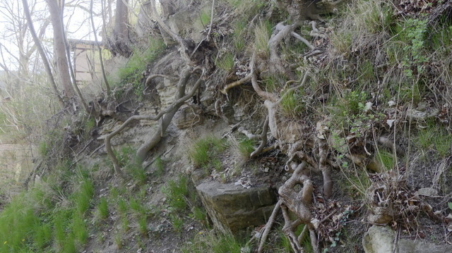 Wurzelwerk | Verkauf von Fotos und  Videoclips zumThema Natur.Motive sind Pflanzen, Tiere, Landschaftenund Wetter - Realisiert mit Pictrs.com