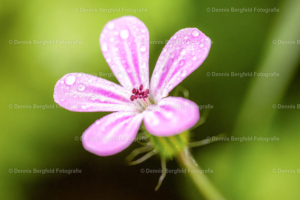 Flower 21 | Entdecken Sie Natur, Makro und Tierfotografie von Dennis Bergfeld.Besondere Momente und Details der Natur, hochwertig als Foto und Wandbild erhältlich. - Realisiert mit Pictrs.com