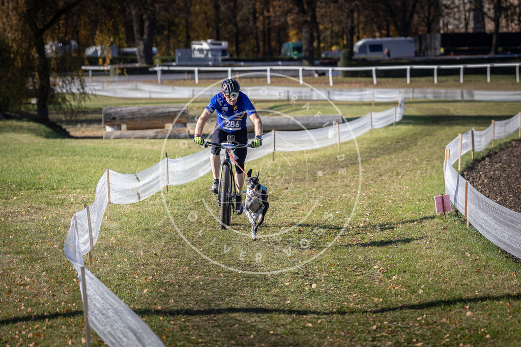 CaniXpix_DV3A5695 | Hundefotografie, Tierfotograf, Pfotenfotografie, Fotoshooting Hund, Hunde Portrait, Hundesport, Hundeportraits, Heideshooting, Hunde, Sportfotograf, Hundefotograf, Turnierhundsport, THS,  - Realisiert mit Pictrs.com