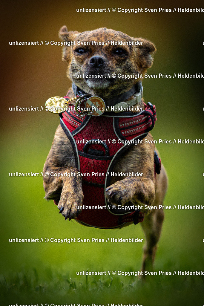 Sven Pries | 2025-09-21 - Hunderennen Baden-Oos - Realisiert mit Pictrs.com