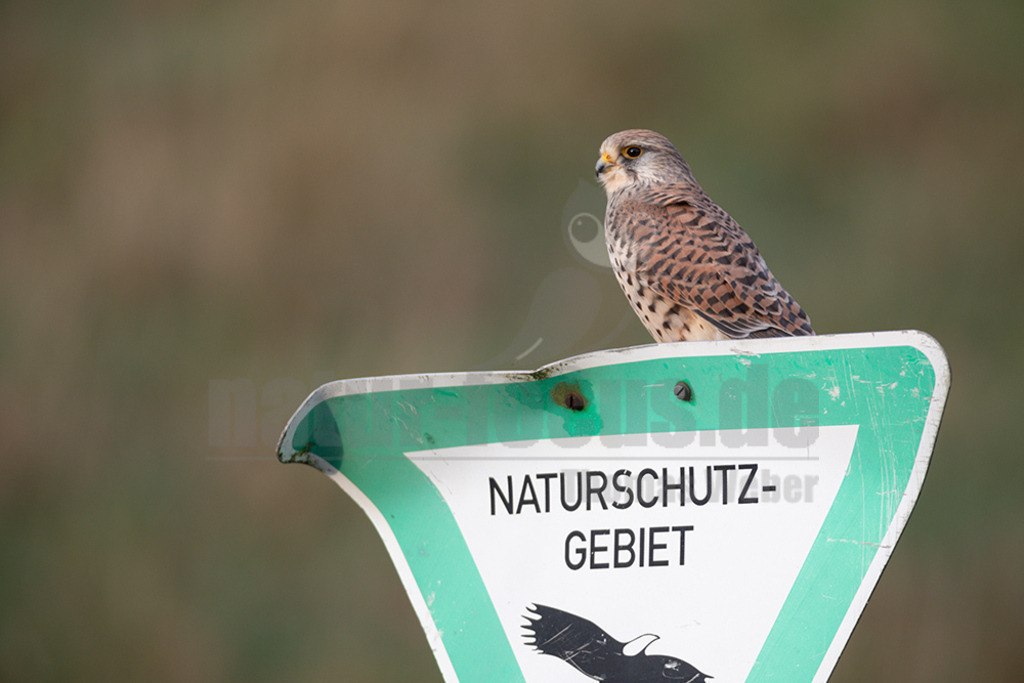 20200111-663A6576 | Der Turmfalke ist der am häufigsten vorkommende Falke Mitteleuropas. Der Öffentlichkeit ist er relativ vertraut, da er sich auch Städte und Stadträume als Lebensraum erobert hat und öfter beim „Rüttelflug“ zu beobachten ist.  - Realisiert mit Pictrs.com