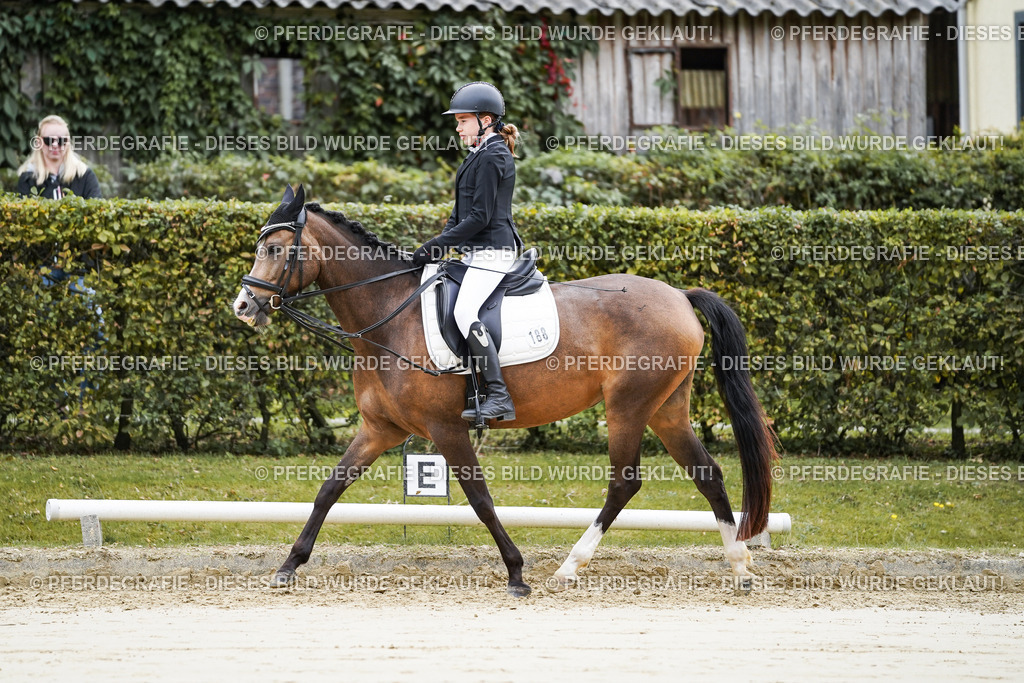 DSC04879 | Pferdegrafie