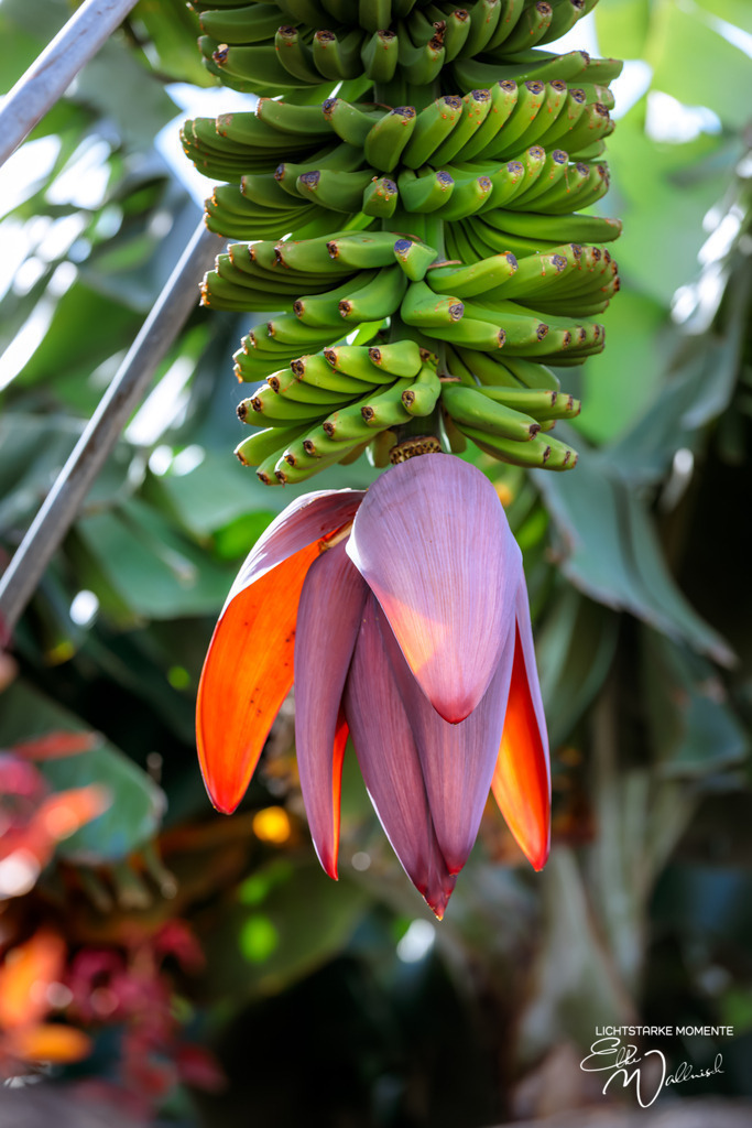 20250321-162735 LA PALMA_177-1 | Herzlich willkommen auf meiner Seite! Ich bin Elke Wallnisch, Deine Fotografin für lichtstarke Momente. Der Name steht für alles, was mich mit der Fotografie verbindet: Das Licht und seine machtvolle Wirkung auf eine Situation oder unsere Stimmung - Realisiert mit Pictrs.com
