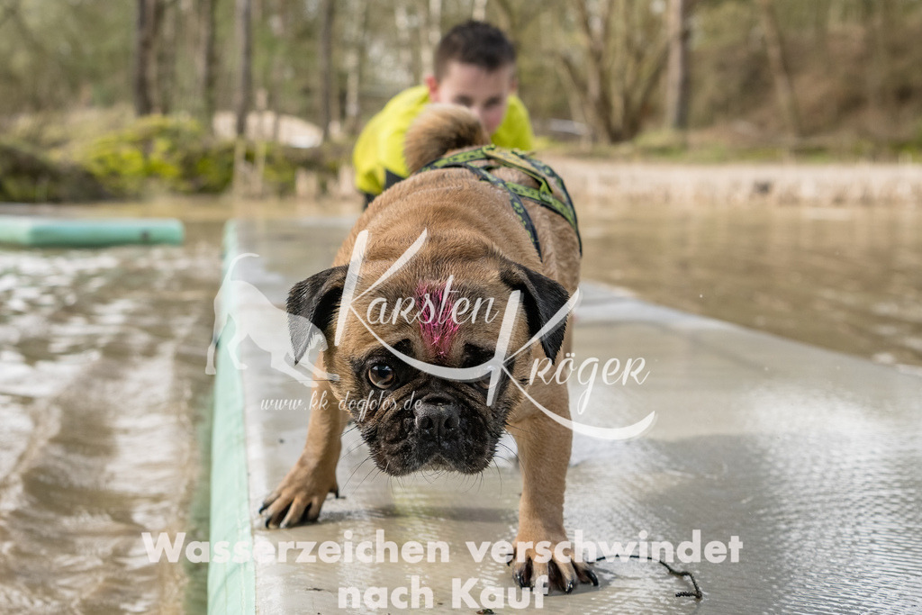 1006_ZZ92546-Bearbeitet | kk-dogfotos