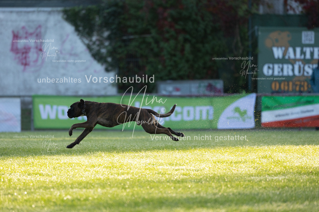 _16A5978 | Einzigartige Fotos von Hunden & Menschen –Actionfotos, Portraits, Vereinsaufnahmen & Paarshootings – authentisch, lebendig & mit Herz.