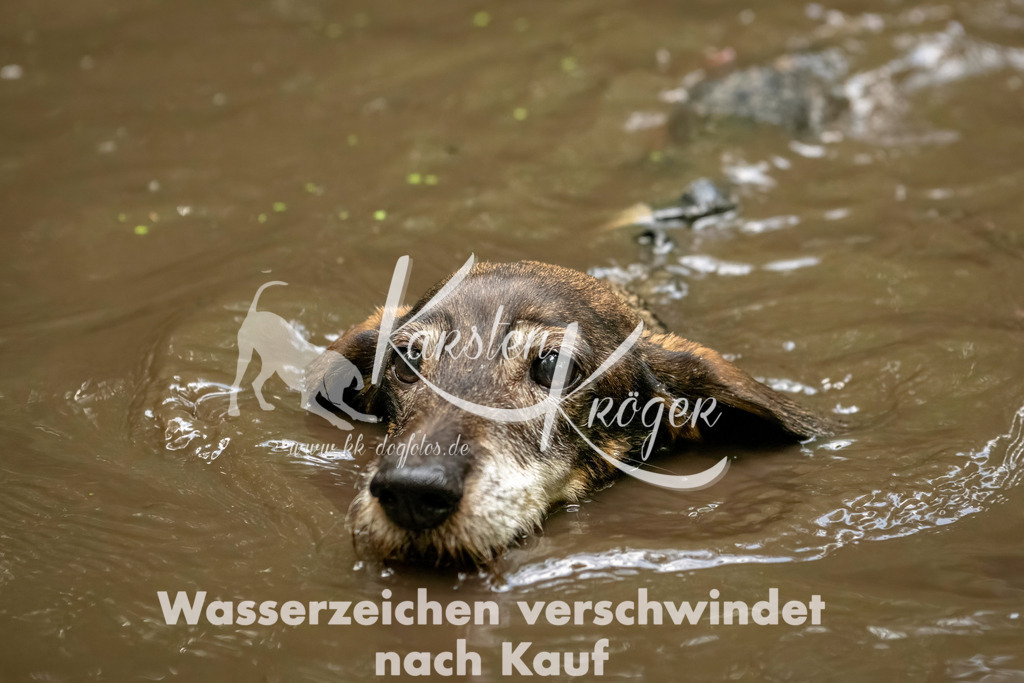 1224_ZZ94563-Bearbeitet | kk-dogfotos