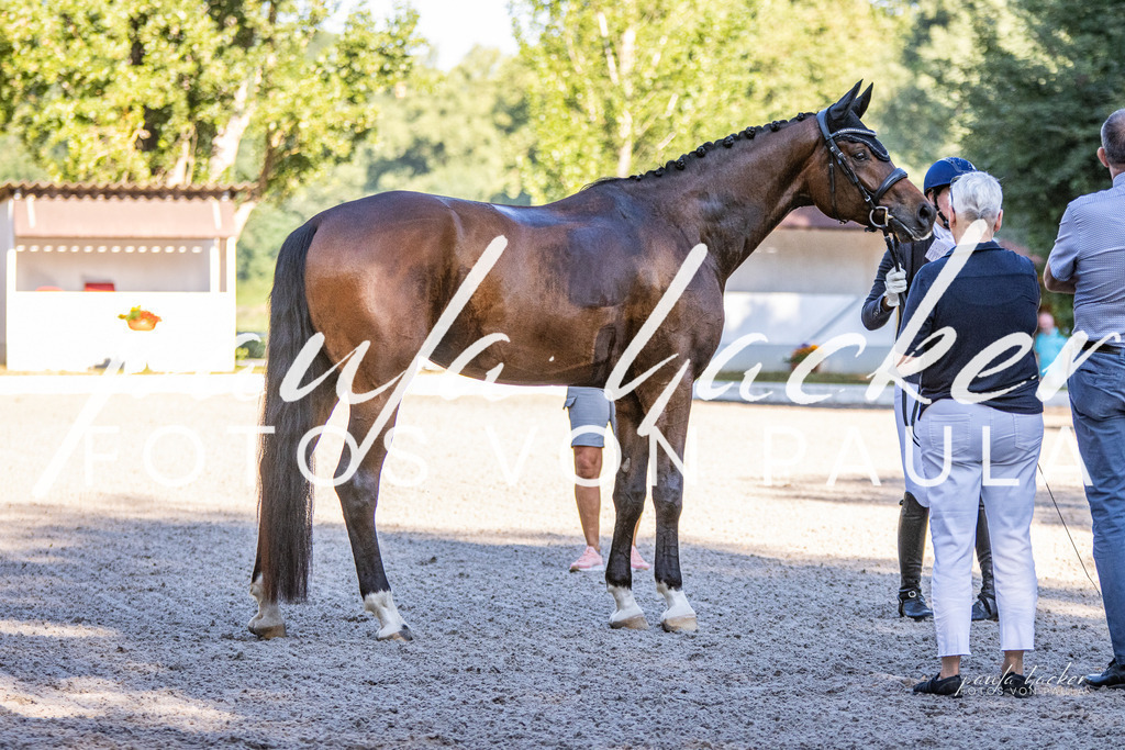 IMG_7855 | Erleben Sie dynamische Sport- und emotionale Tierfotografie in Süddeutschland mit Fotos von Paula. Spezialisiert auf Pferde- und Hundefotografie sowie Sportevents. Kontaktieren Sie mich für einzigartige und ausdrucksstarke Bilder Ihrer besonderen Momente. - Realisiert mit Pictrs.com