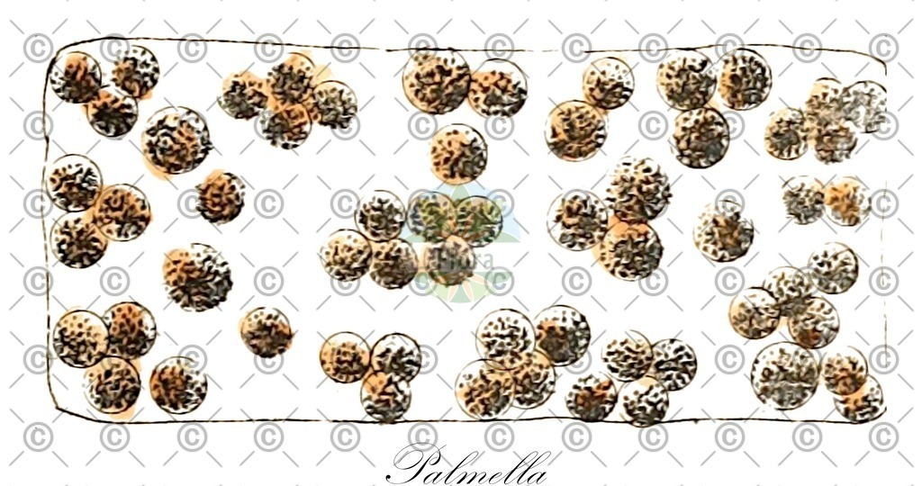HistAbb_wfo-0000818004_1_ENZY_Simple | Historische Abbildung von Palmella - Palmellaceae (0) | Historical Illustration of Palmella - Palmellaceae (0)