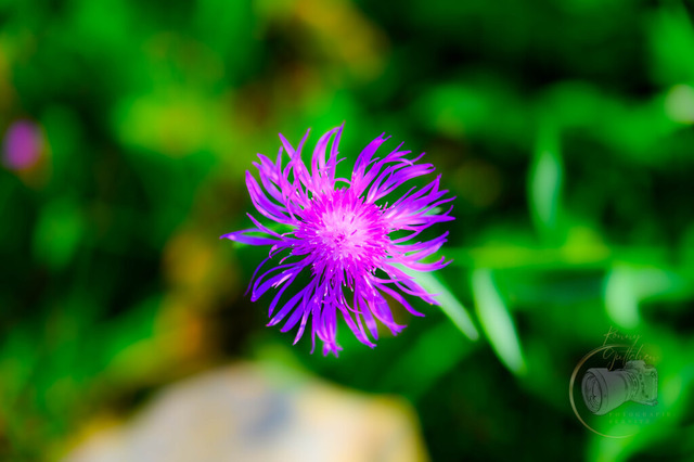 DSC_3010 | Shop für Prints Landschaftsfotografie Sächsische Schweiz Naturfotografie in Thüringen Fotos vom Findlingspark Nochten Kloster Sankt Marienstern Bilder Festung Königstein PanoramaRhododendronpark Kromlau FotogalerSchleswig-Holstein Küstenlandschaften